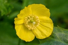 Welsh Poppy - Meconopsis