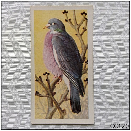 Brooke bond bird portraits - bird, #25
