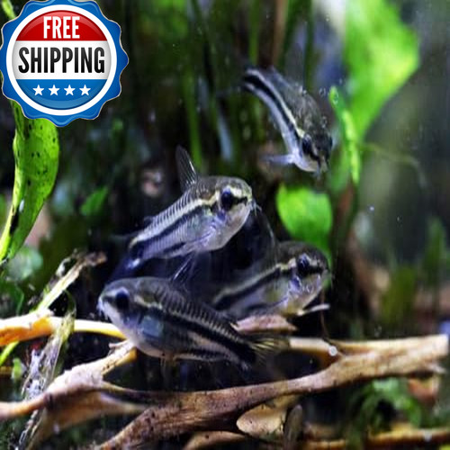 Swimming creatures pygmy cory - swimming,