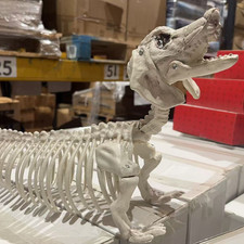 Skeleton Figurines Skull