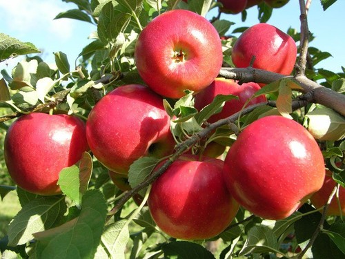 Red flesh apple trees 2yr - apple,
