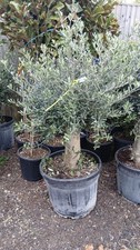 Olive Tree Standard Lollipop