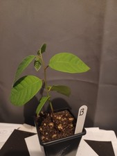 ?Live Custard Apple- 1 Plant –Healthy & Thriving Sapling Ready to Grow ? B