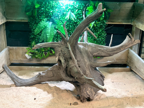Large corbo root - corbo, aquarium