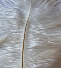 Ostrich Feathers x2 Plume Herl