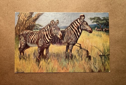 Wild animals oilette postcard - wild,