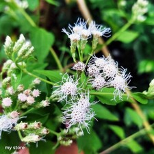 Mexican Dream Dried Lucid Calea Zacatechichi Plant Organic Natural Better Sleep