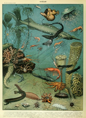 Sea life a4 - 1, a3/a4