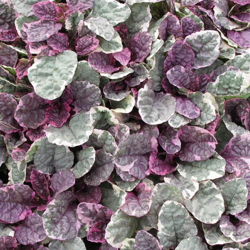 Ajuga burgundy glow bugle - ajuga,