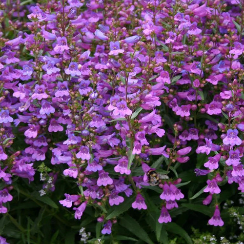 Penstemon heavenly blue - ,