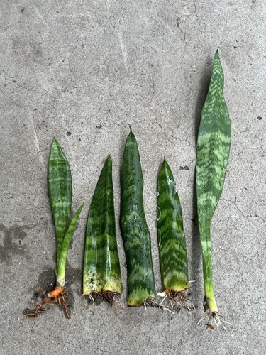 5pcs snake plant - 5pcs,