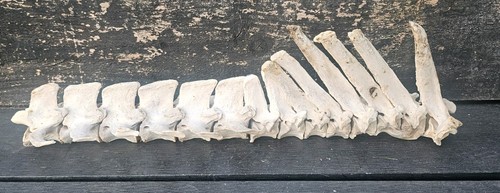Sheep vertebrae spine bone - vertebrae,
