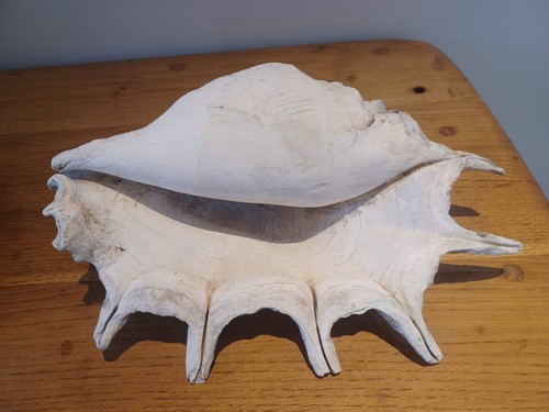Vintage giant spider conch sea - vintage,