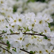Exochorda the bride - 'the, bride'