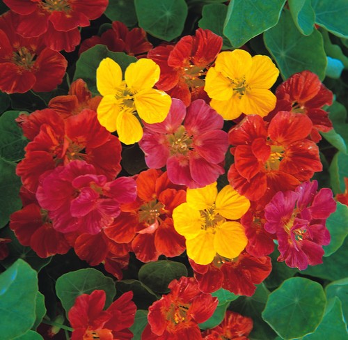 Nasturtium jewel mixed seeds - mixed,