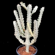 Euphorbia Lactea “White