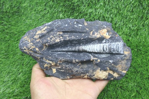 Orthoceras fossil from - fossil,