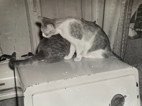 Snapshot beautiful cat - snapshot, kitten