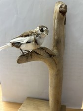 Taxidermy Finch Stuffed Bird On Driftwood Oak 