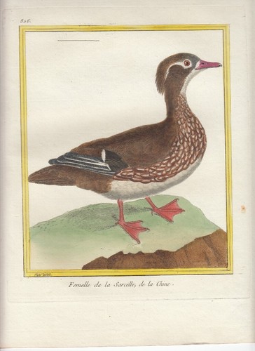 Hand colored martinet histoire - hand,