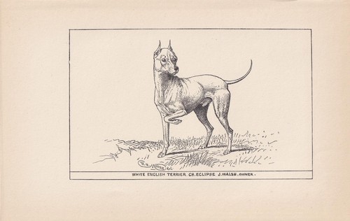 1900 white english terrier - english,
