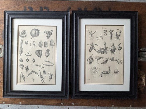 Pair 19th century - 19th, botanical