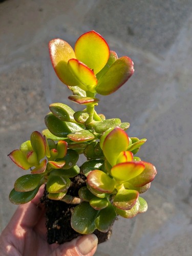 Crassula ovata jade plant - ovata,