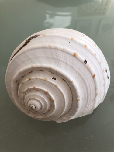 Large 16cm tonna - tonna, snail