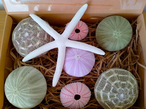 Real sea urchins - sea,
