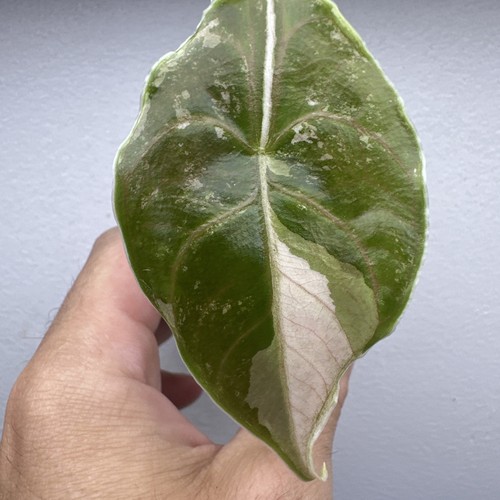 Alocasia azlanii variegata - azlanii,