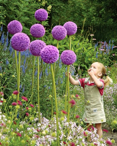 Allium globemaster bulbs 24cm - globemaster, 24cm+