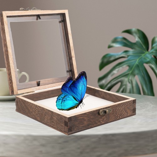 Insect collectors boxes - insect,