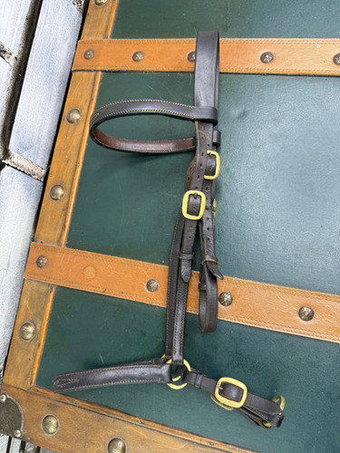 Hand show bridle filly - in-hand,