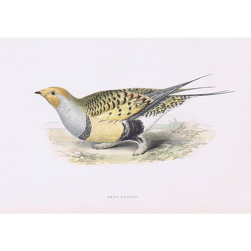 Birds sand grouse hand - sand,