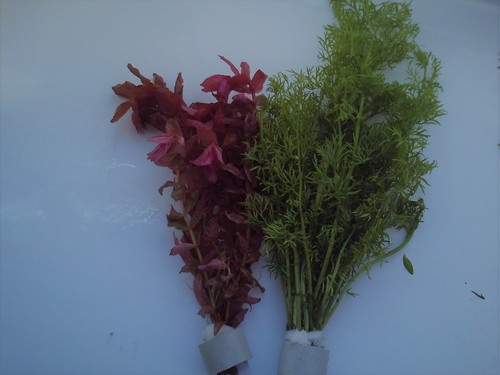 Bunched ceramic ringed live - 10,