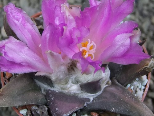 3h83 ariocarpus confusus - 3h83,