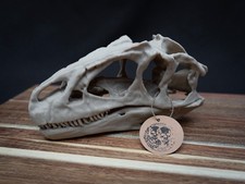 Scaled Down Allosaurus Skull Replica – Realistic 3D Printed Dinosaur Bone Model
