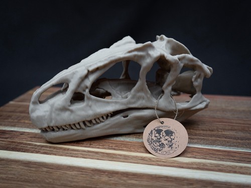 Scaled down allosaurus skull - scaled,