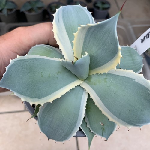 Sale plant agave potatorum - plant,