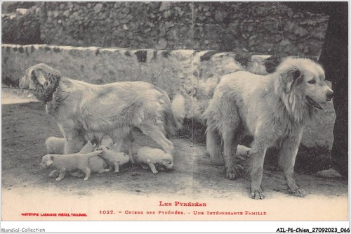 Ailp6 0544 dog - -, pyrenean