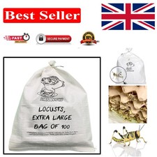 XL Locust Live Food -