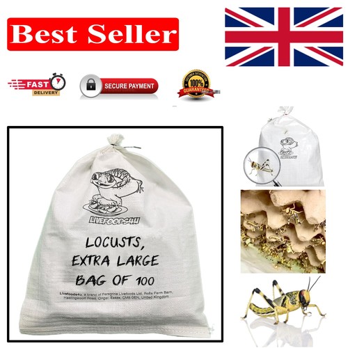 Locust live food - live,