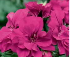 6 Trailing Geranium Ivy Leaf
