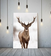 RED STAG IN THE SNOW WILDLIFE