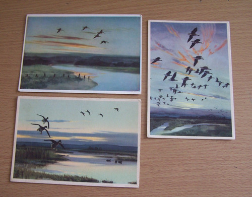 Peter scott vintage bird - 3,