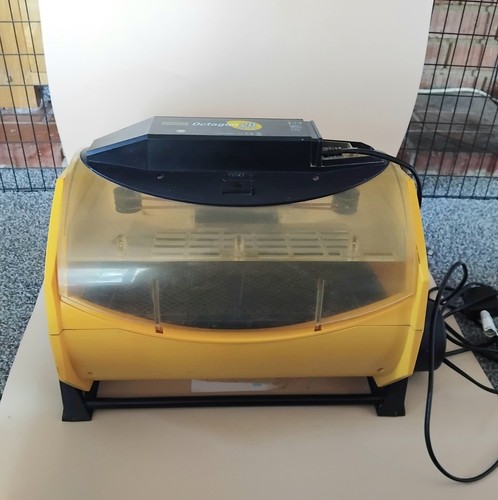 Chicken egg incubator - egg,