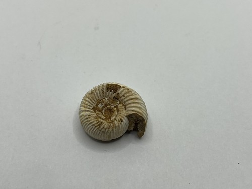 Perisphinctes ammonite from - perisphinctes,