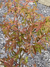 Japanese Maple. Acer Palmatum