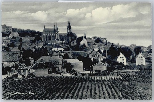 50679053 6504 oppenheim - 50679053,
