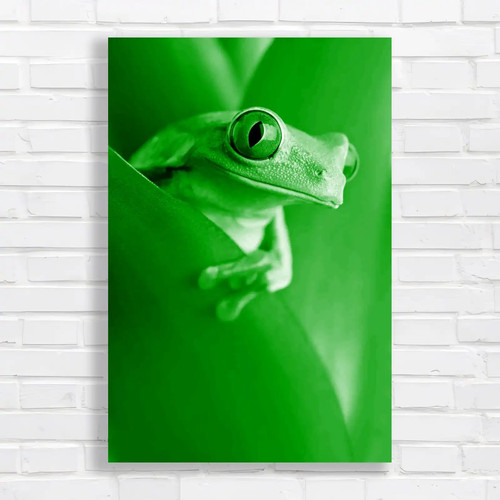 Eye frog closeup tree - eye,
